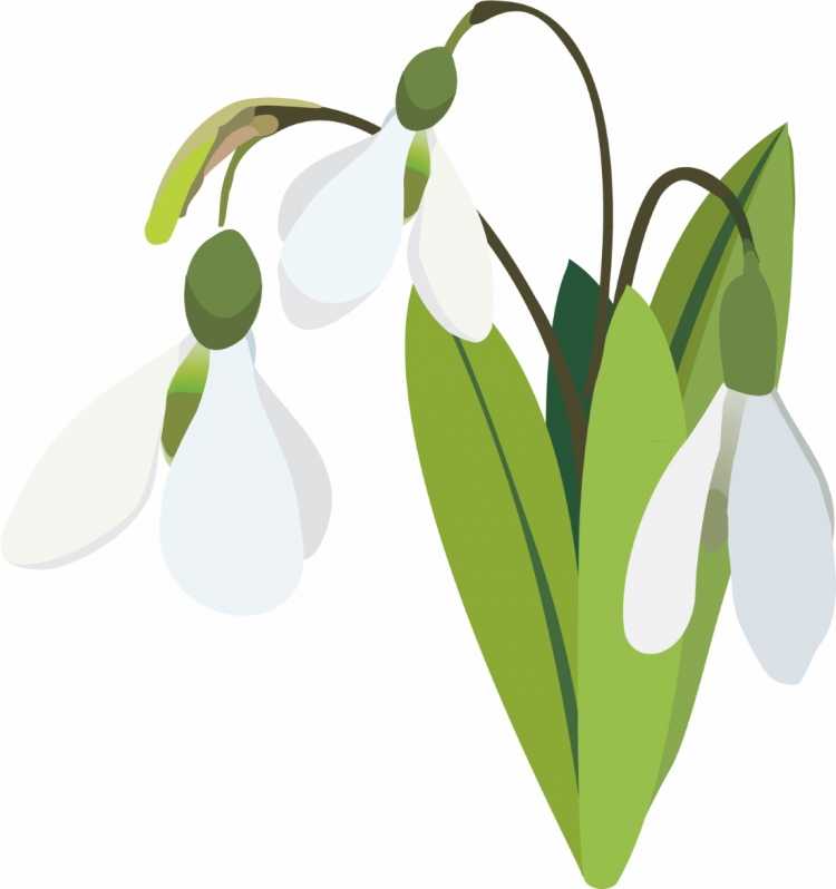 Подснежник раскраска для малышей