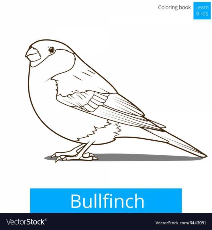 Снегирь на ветке рябины