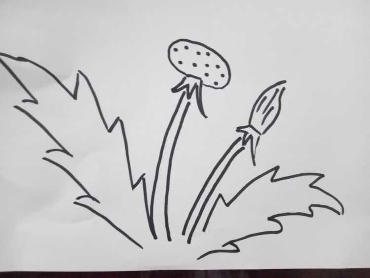 Изолированный вектор одуванчик