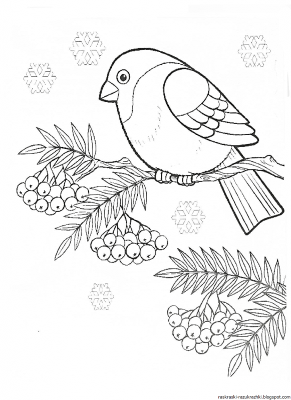 Снегирь раскраска