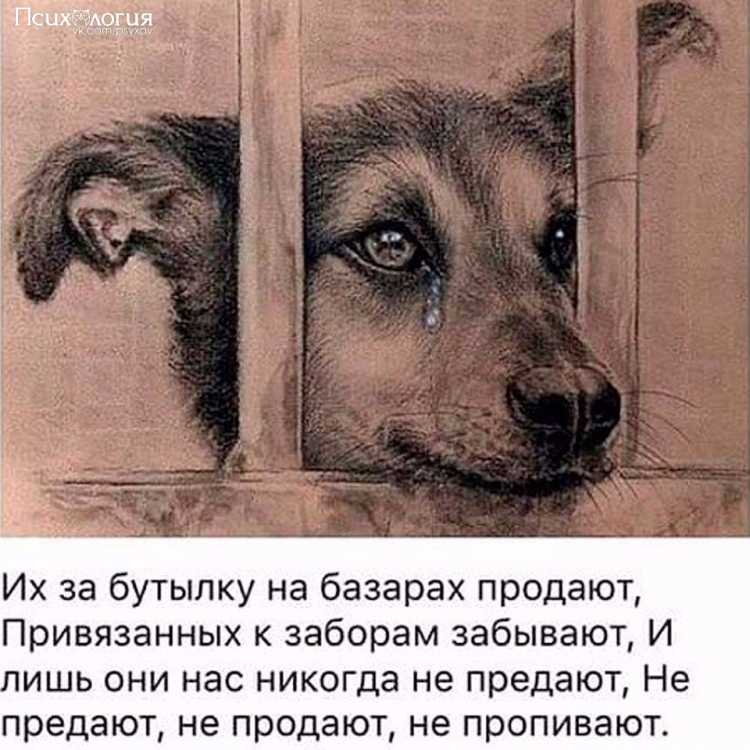 Стихи про брошенных животных