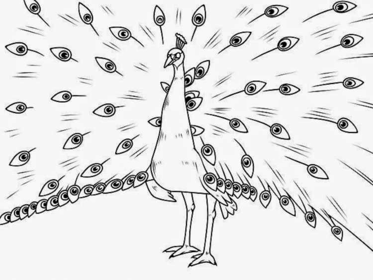 Павлин. Раскраска