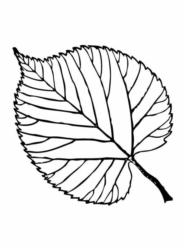 Кленовые листочки для раскрашивания