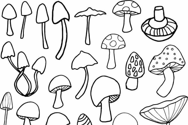 Грибы съедобные раскраска для детей
