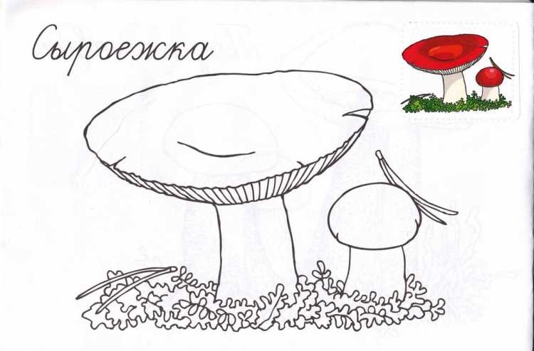 Грибы раскраска цветная