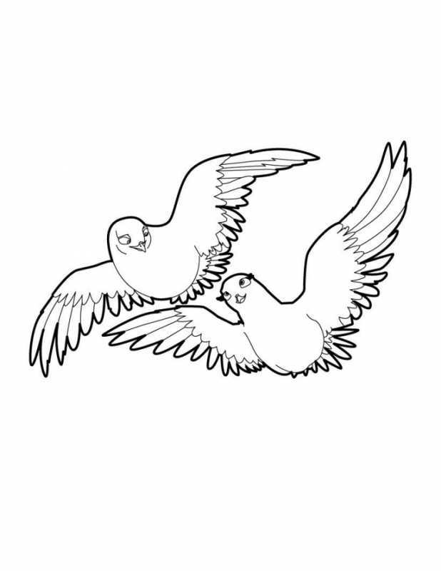 Голубь раскраска трафарет