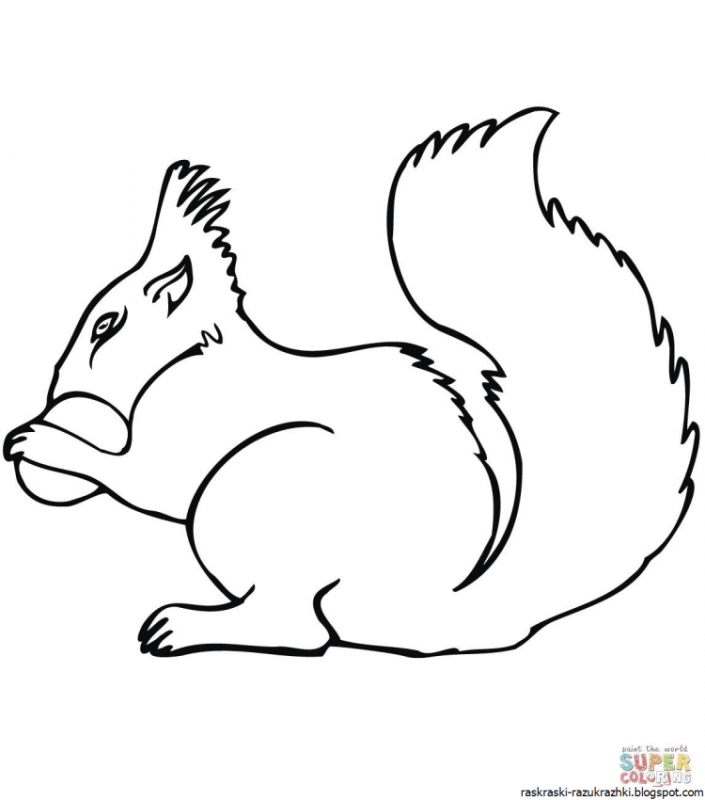 Бельчонок раскраска для детей