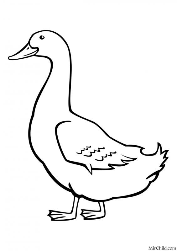 Гусь раскраска для малышей
