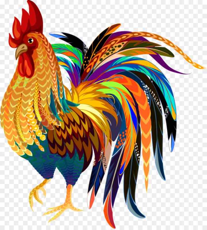 Петух с разноцветным хвостом