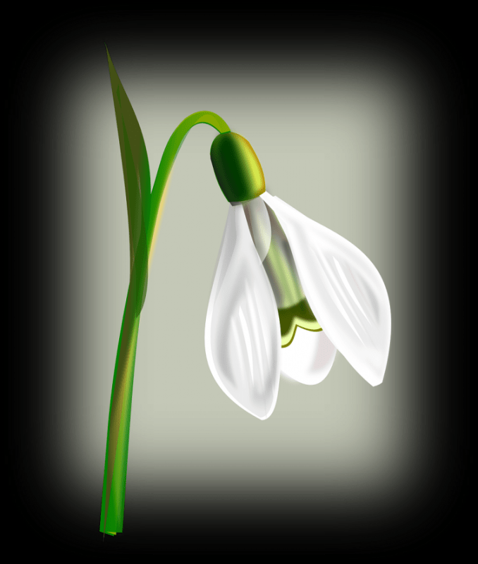 Крокусы акварелью