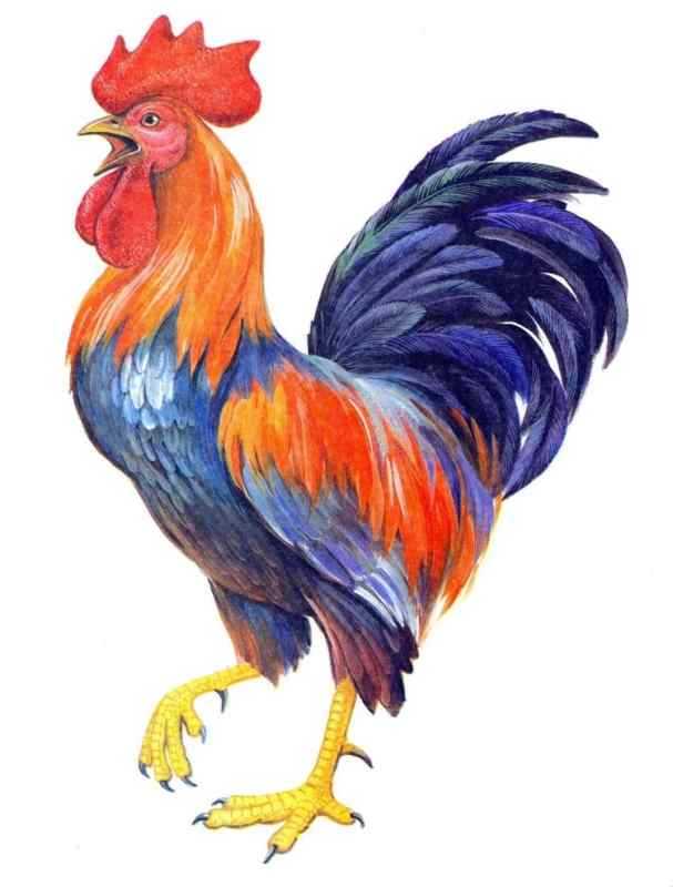 Рисунки животных для детей цветные