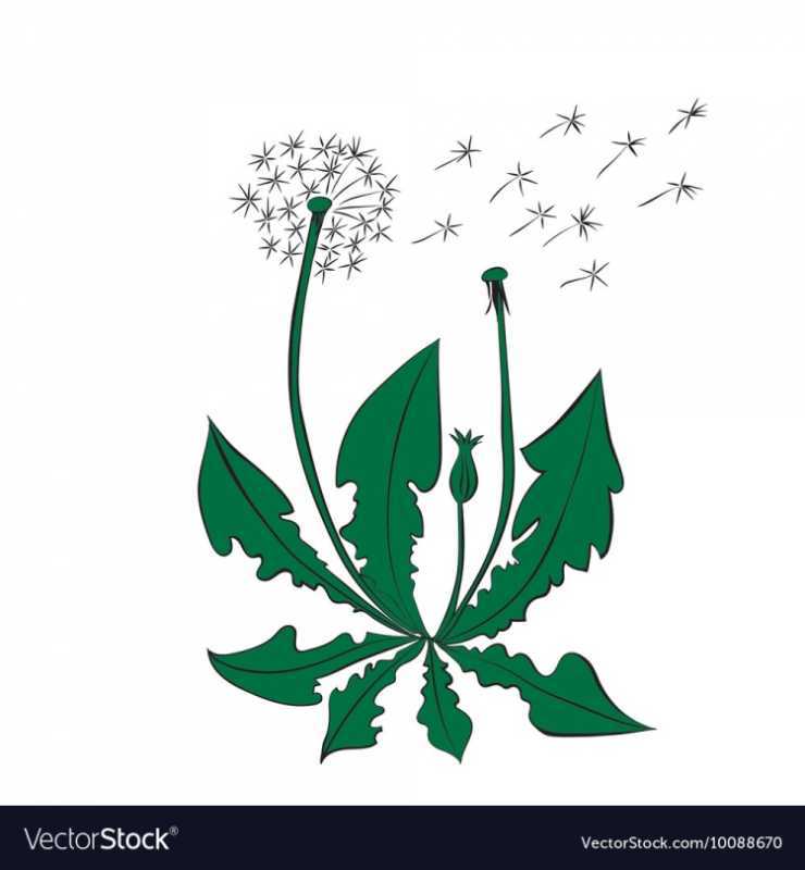 Одуванчик раскраска