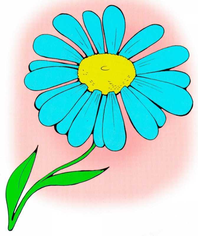 Раскраска цветок Ромашка