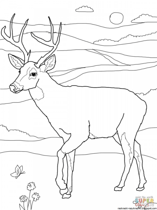 Раскраски оленя миленького