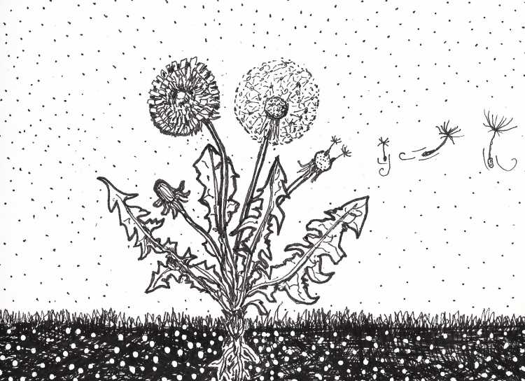 Одуванчик лист скетч