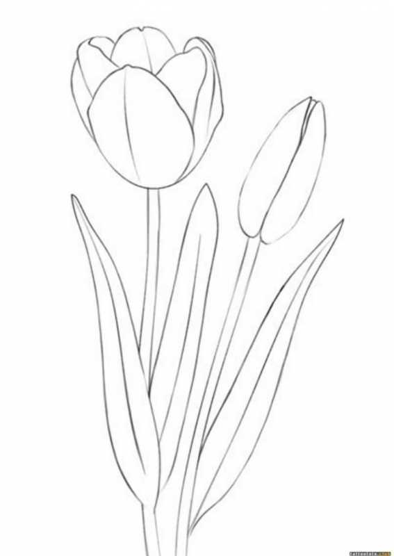 Тюльпан зарисовка