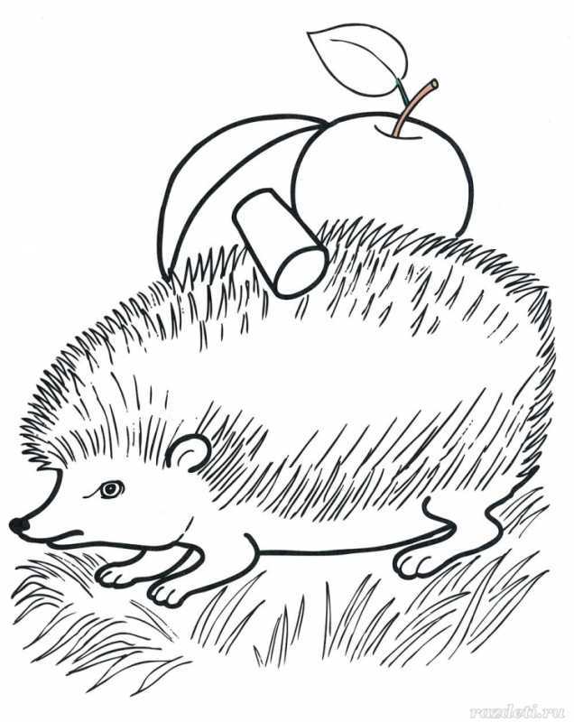 Ёжик рисунок раскраска