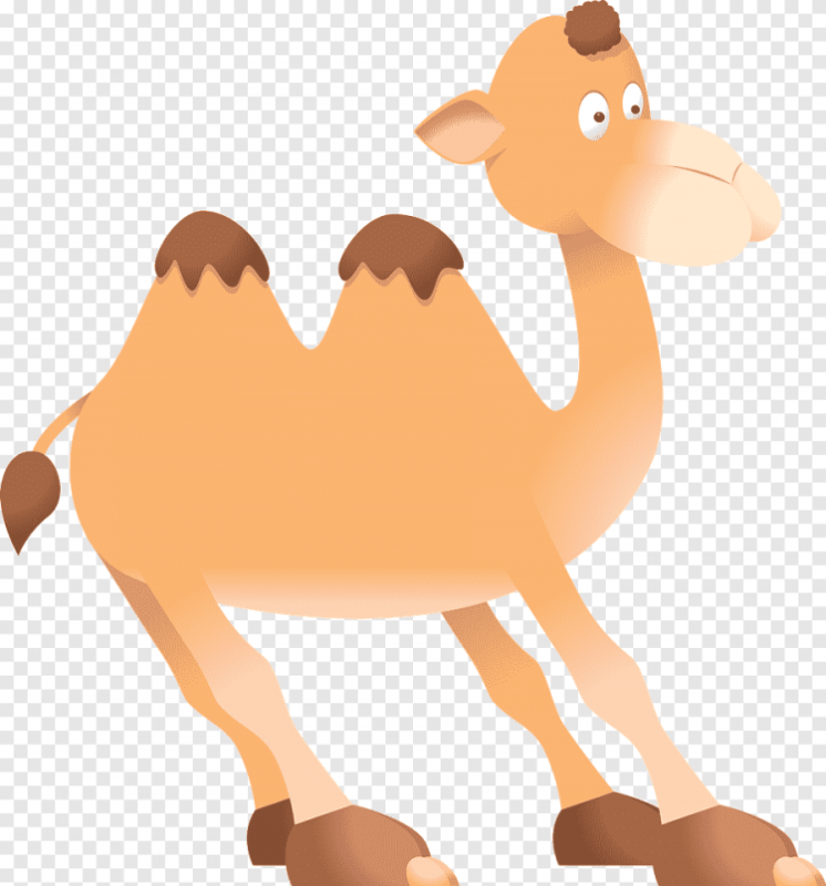 Верблюд рисунок