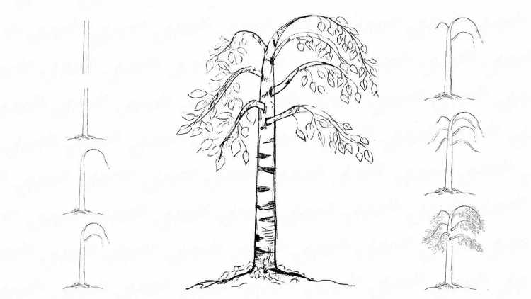 Контур ствола березы с ветками