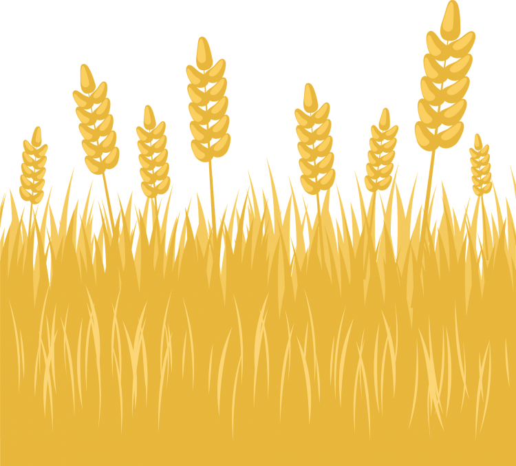 Поле пшеницы векторное