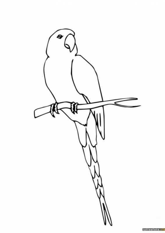 Раскраска попугай