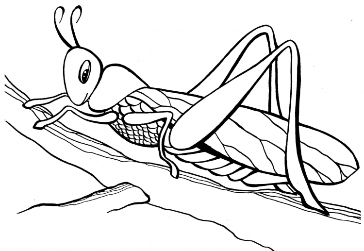 Раскраска насекомые пчела