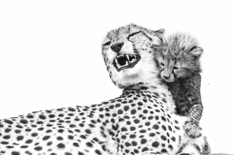 Дальневосточный леопард разукрашку