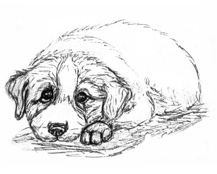 Бездомная собака рисунок карандашом