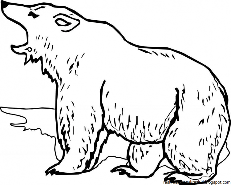 Медведь раскраска для детей