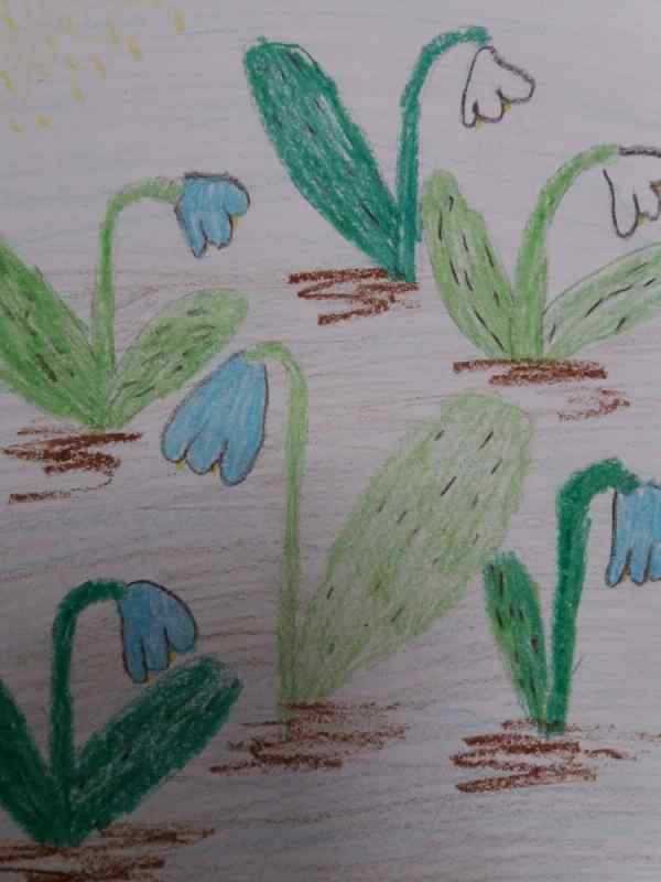 Пролеска двулистная раскраска