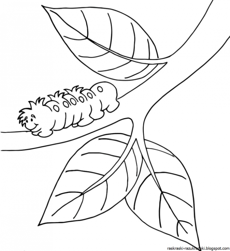 Береза без листьев на прозрачном фоне