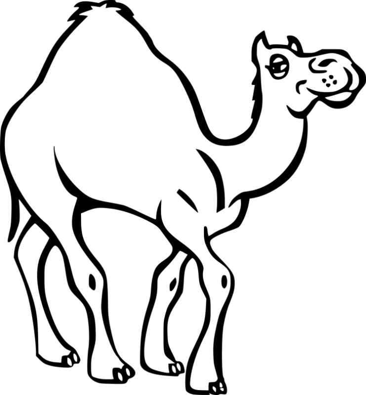 Рисунки верблюда для срисовки