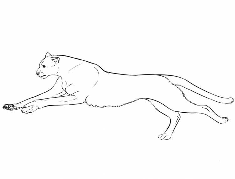 Раскраска леопард