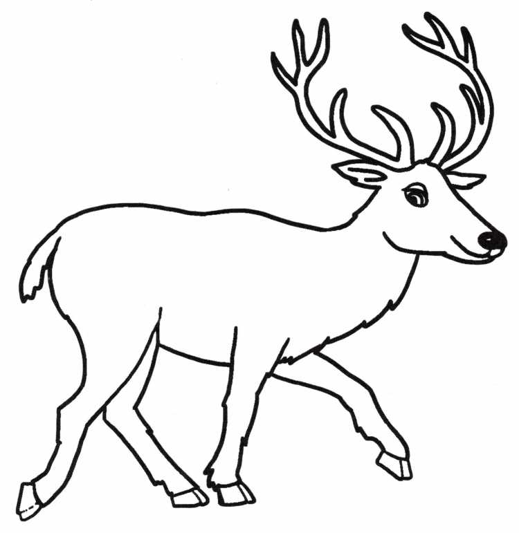 Олень раскраска
