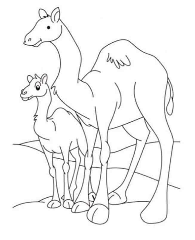 Верблюд мультяшный