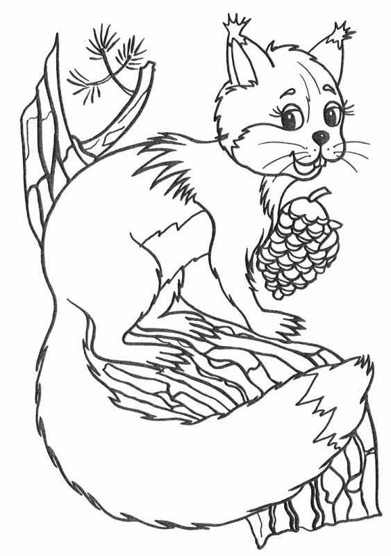 Рисунки белок для срисовки