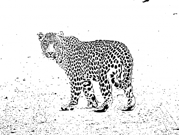 Задания для дошкольников леопард