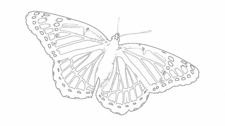 Бабочка рисунок