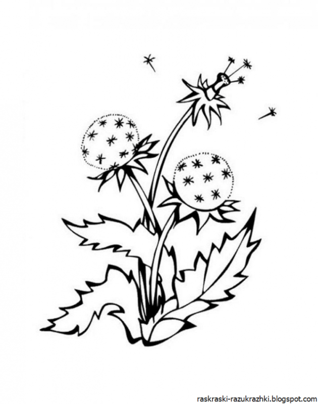 Одуванчик раскраска