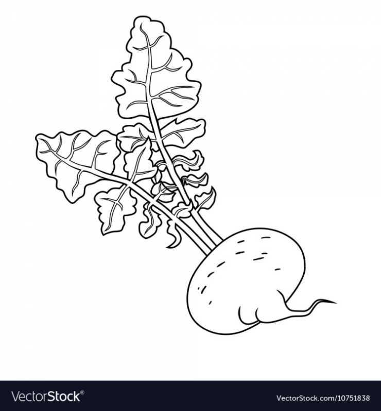 Редис раскраска