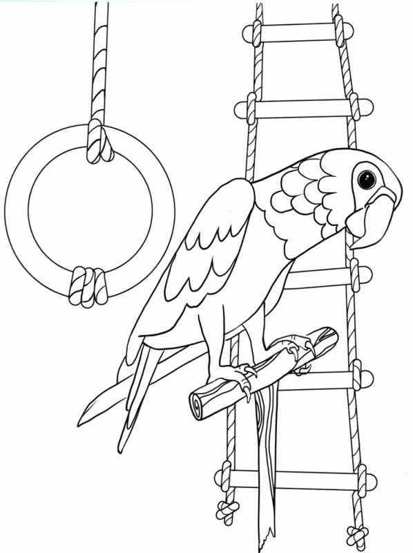 Попугай ара раскраска