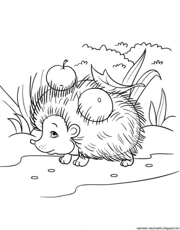 Обыкновенный ёж раскраска