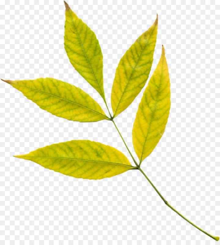 Листики желтые и зеленые