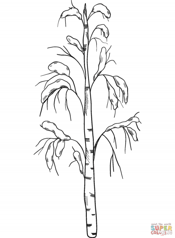 Рисование Березка