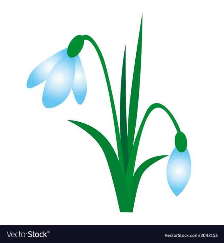 Части подснежника для детей