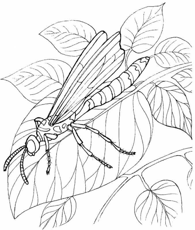 Раскраска "бабочки"