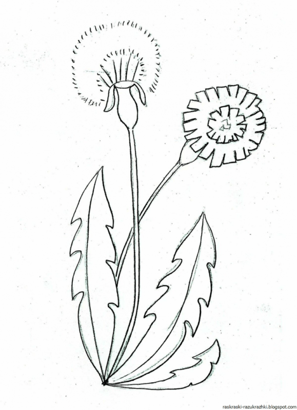 Одуванчик раскраска для детей