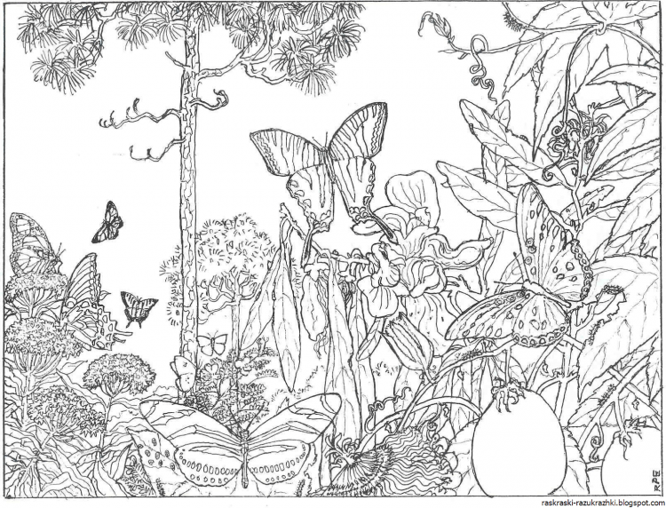 Раскраска природа
