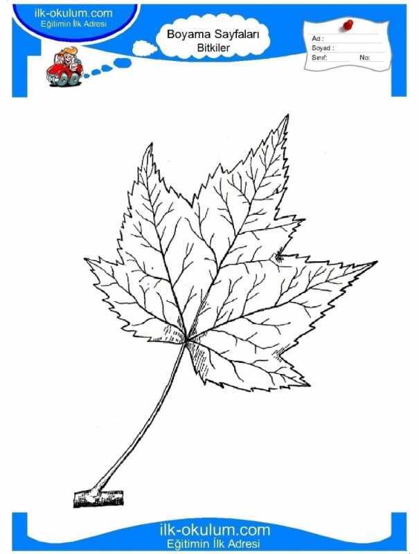 Раскраска листья деревьев для детей