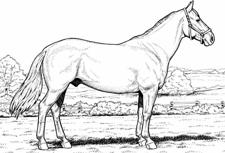 Раскраска жеребенок для детей 6-7 лет